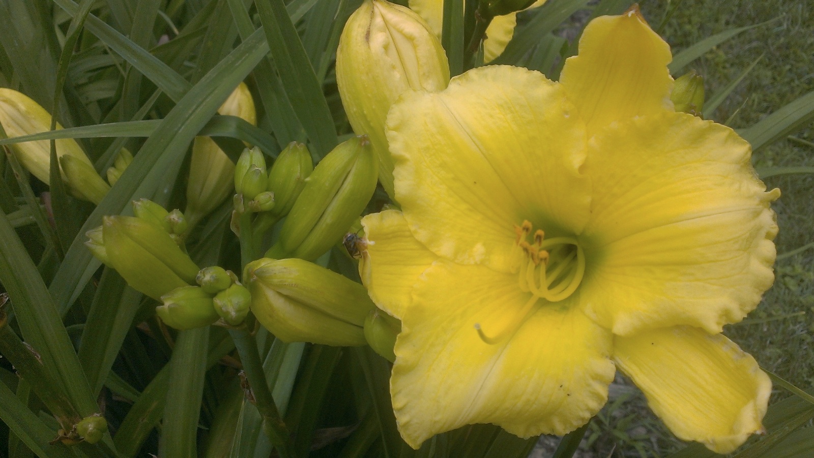 Daylily